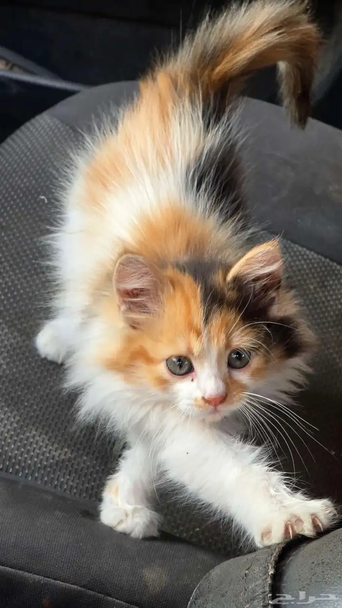 حيوانات اليفه للتبني بدون مقابل 1