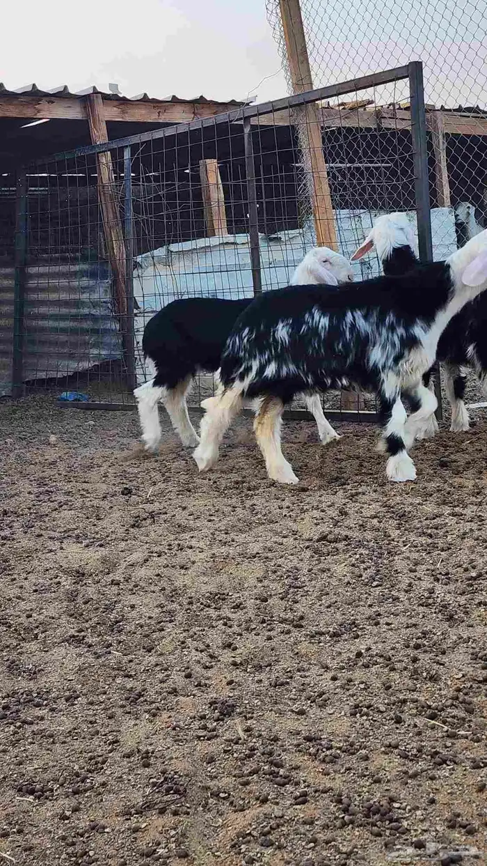 رخال نجد فاخرة ( تم البيع ) 2