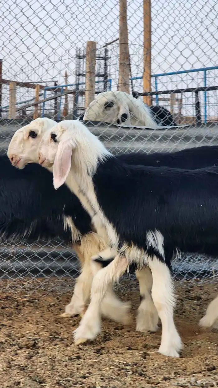 رخال نجد فاخرة ( تم البيع ) 4