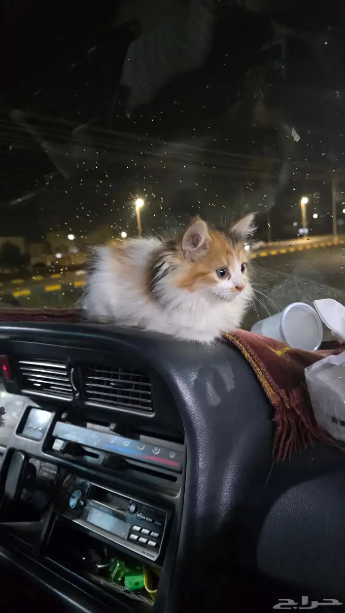 حيوانات اليفه للتبني بدون مقابل 0