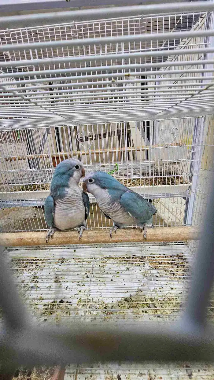 جوز كويكر غير اليف منتج 1