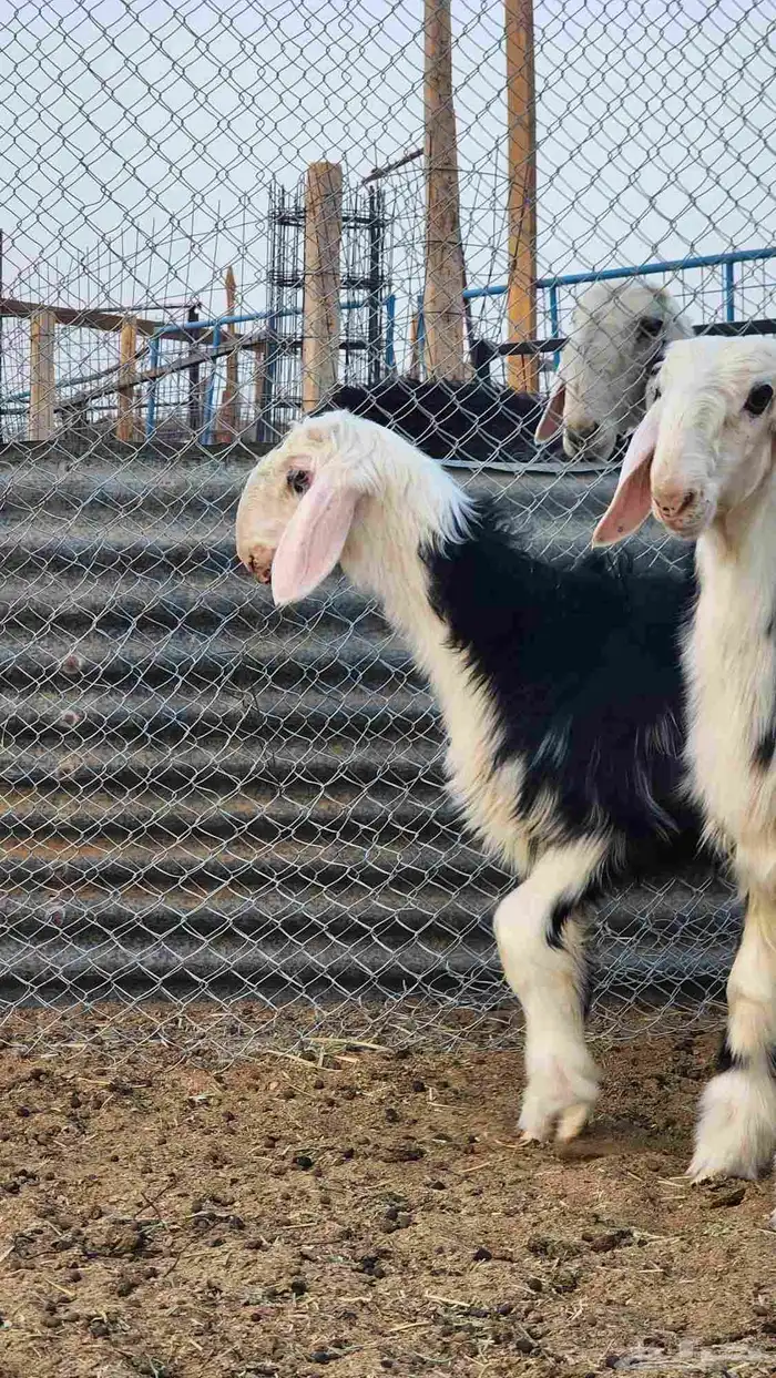 رخال نجد فاخرة ( تم البيع ) 1