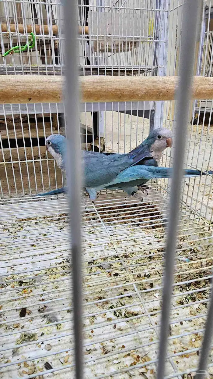 جوز كويكر غير اليف منتج 3