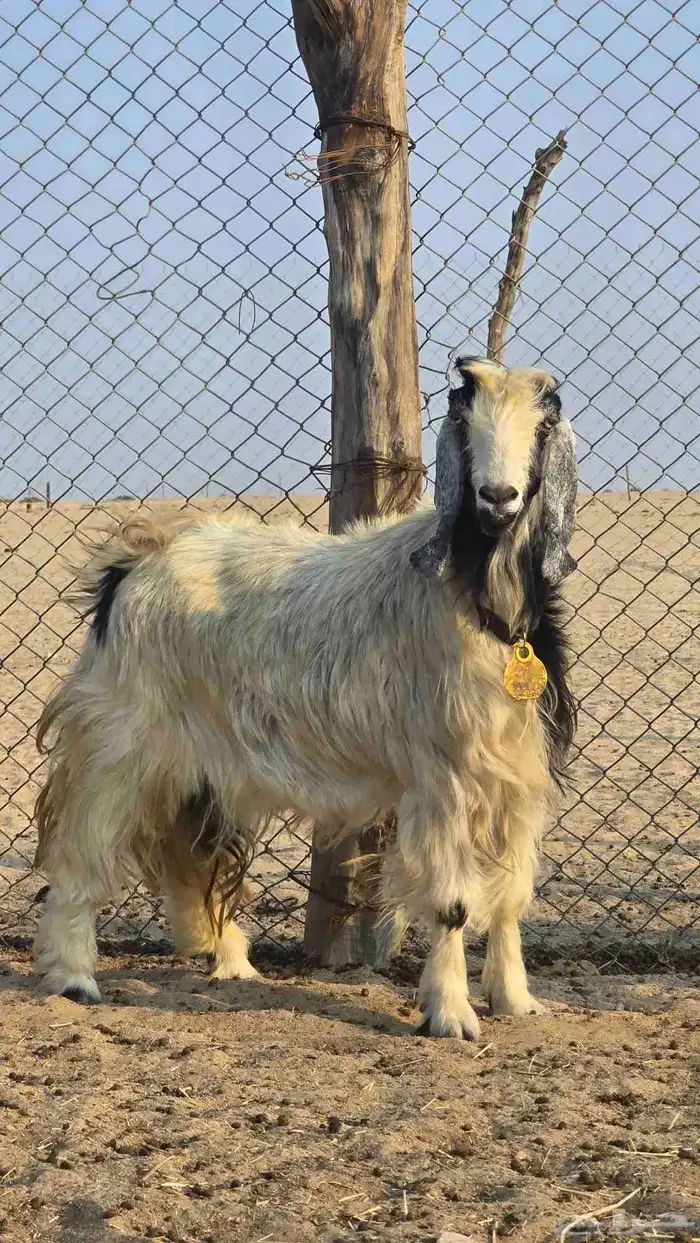 معزا للبيع عدد 2 0