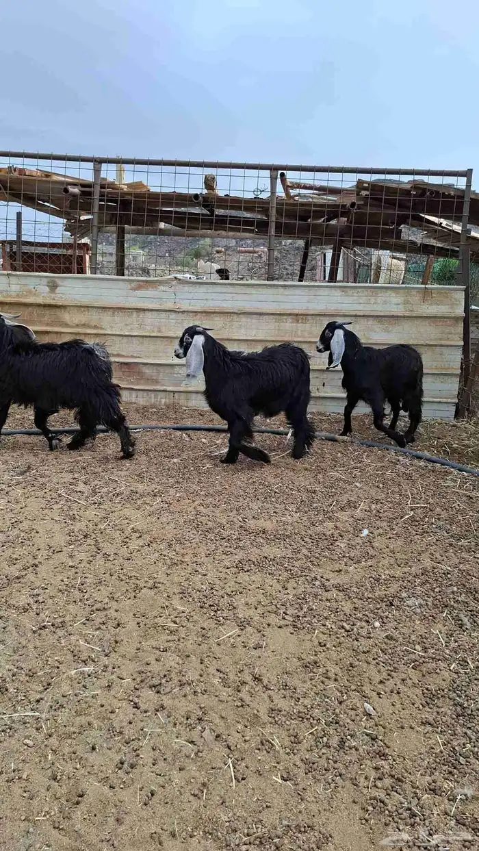 تيوس عوارض 0