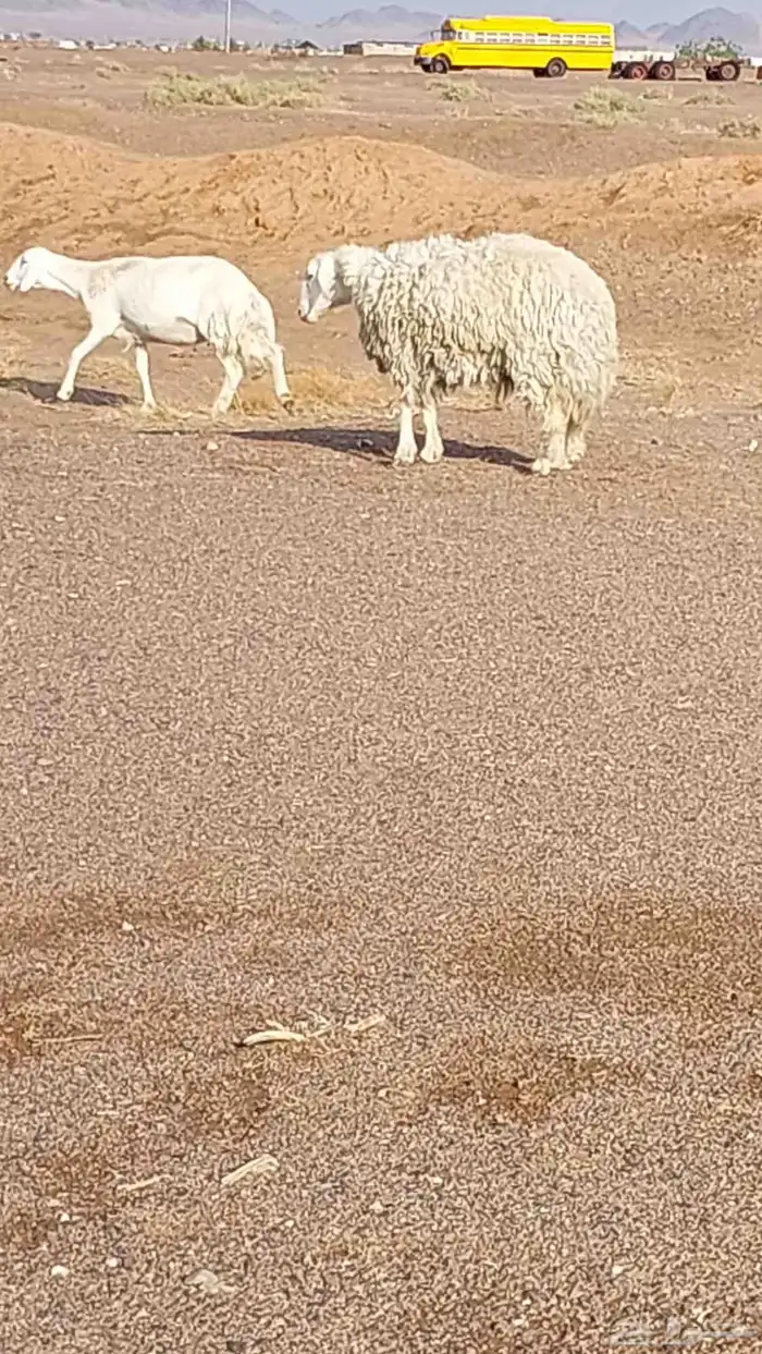 رخل حرشا صنف الصنف 0