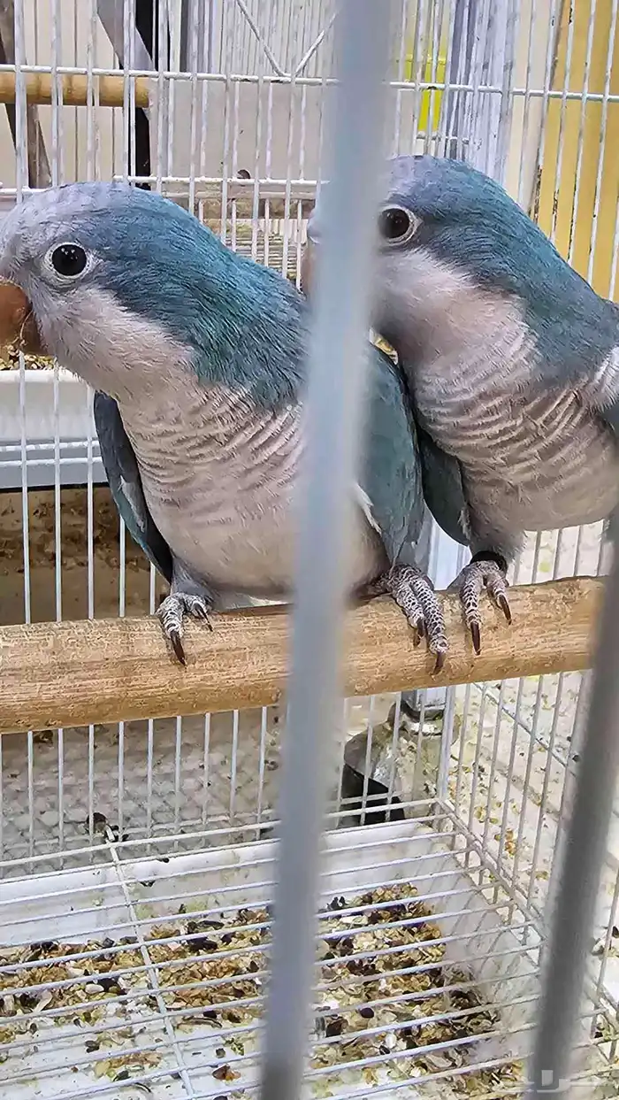 جوز كويكر غير اليف منتج 0