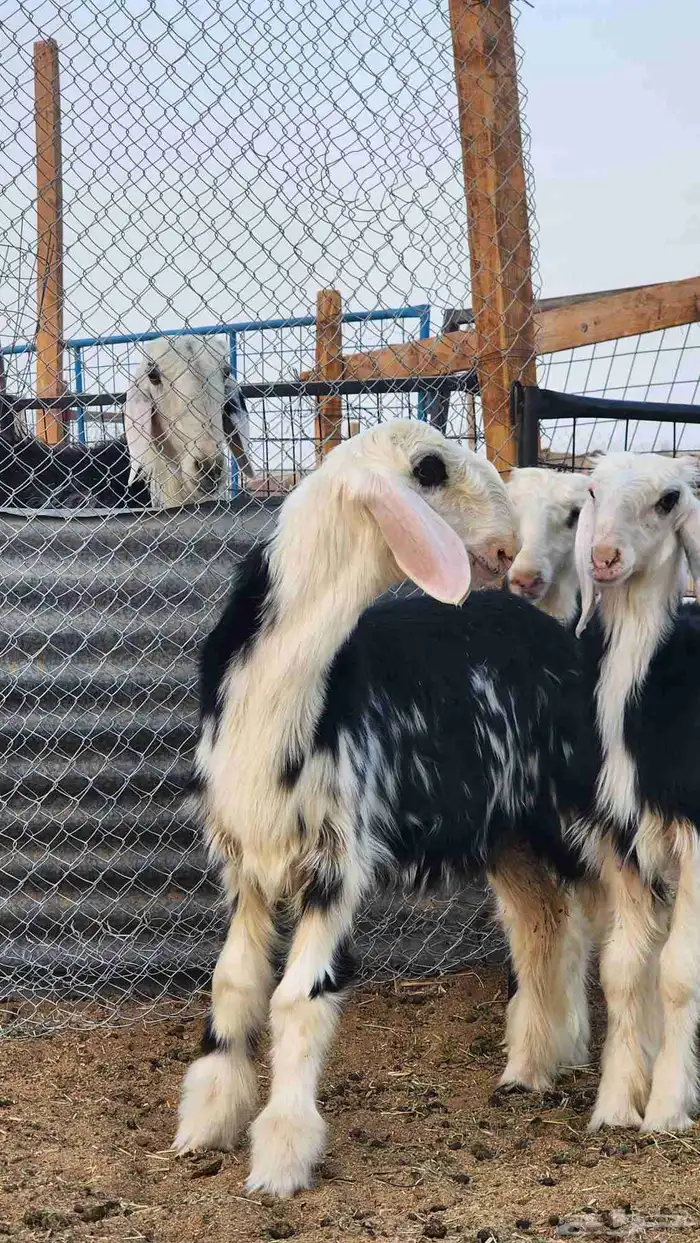 رخال نجد فاخرة ( تم البيع ) 0