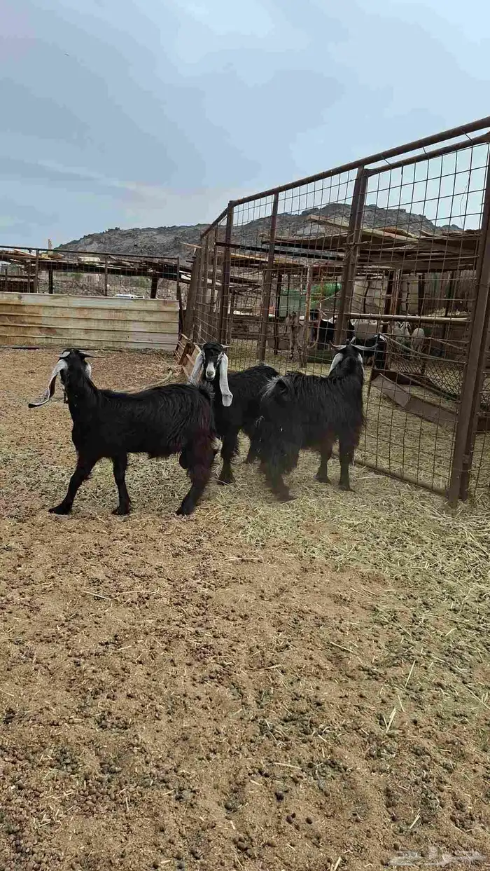 تيوس عوارض 3