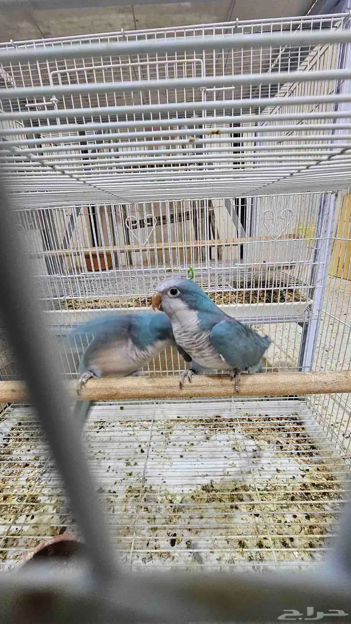 جوز كويكر غير اليف منتج 2