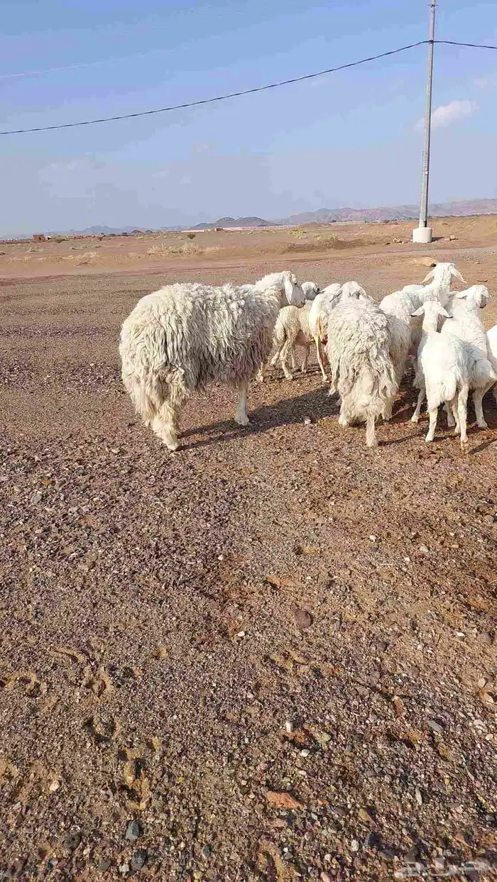 رخل حرشا صنف الصنف 4