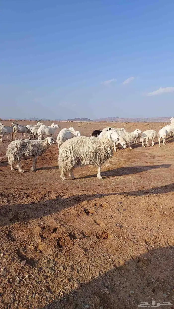 رخل حرشا صنف الصنف 2