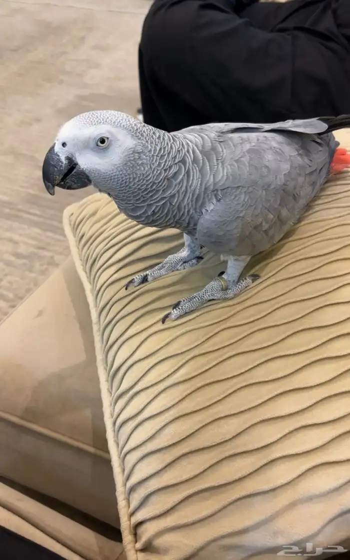 كاسكو اليف متكلم 8