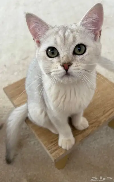 سكوتش ستريت ذكر index