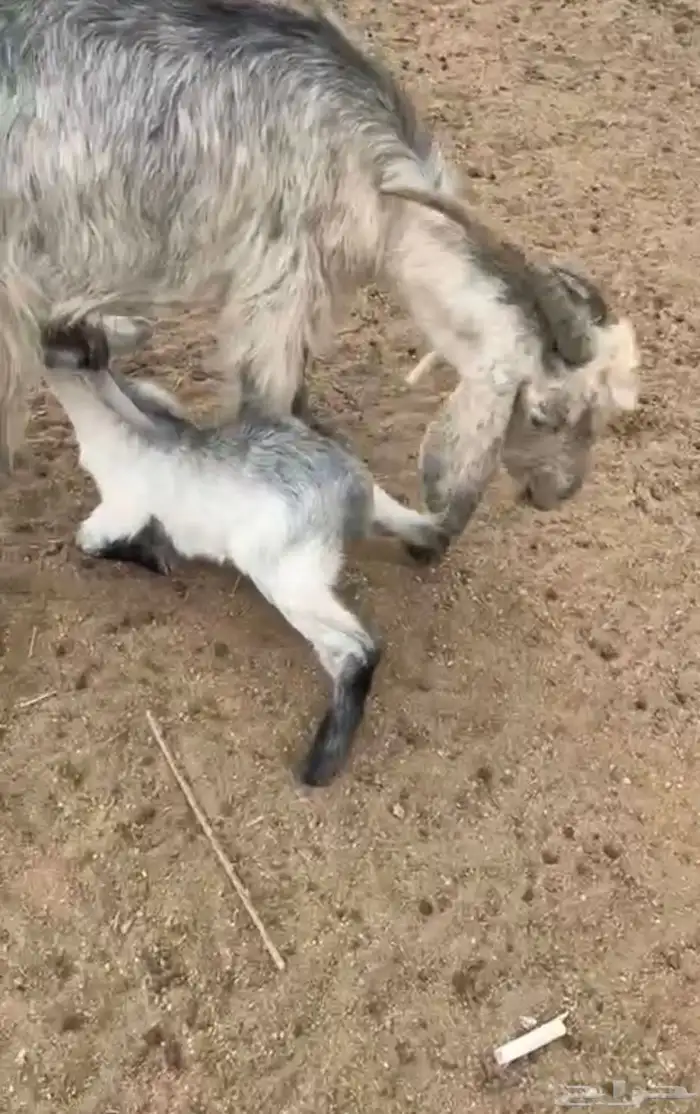عنز ام جفر طيبه جامع الصحه جيده جدا 0