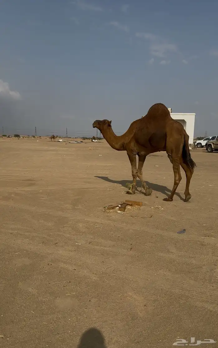 بعير ساحلي رباع 0