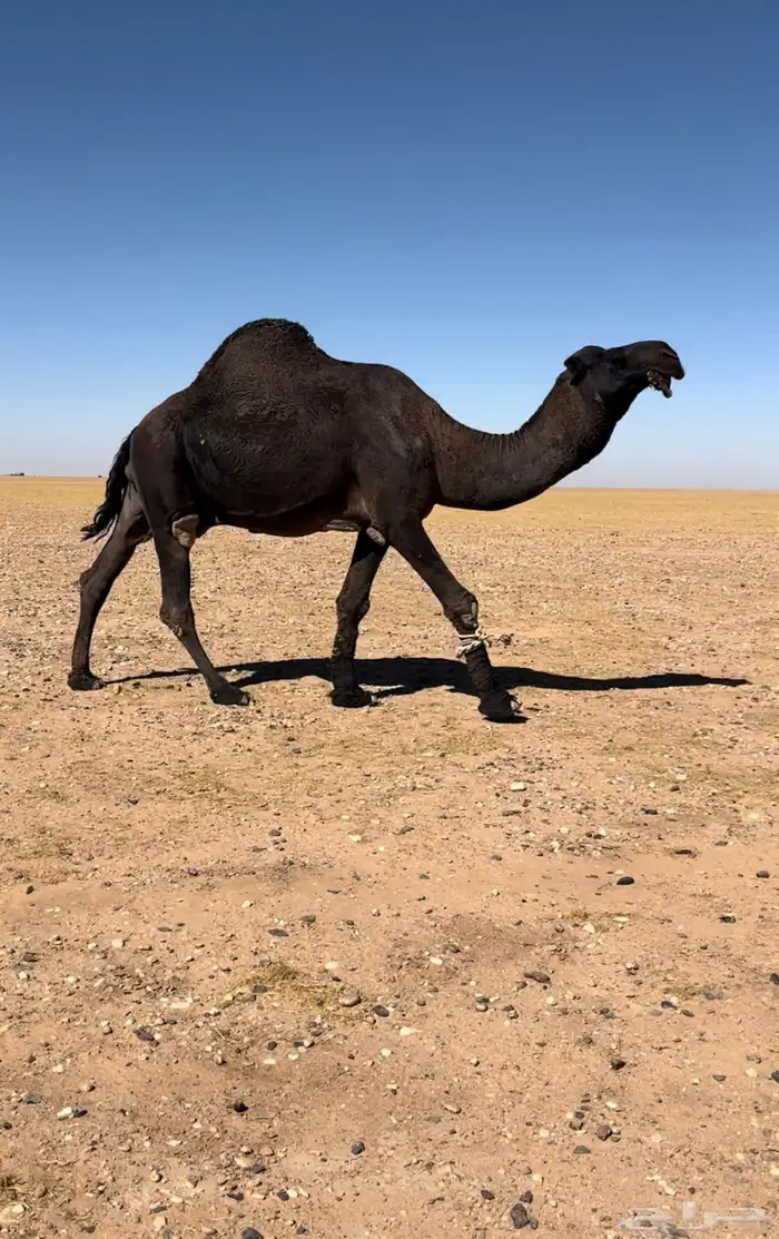 بيعر للبيع 8