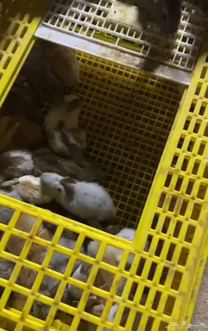 فطام ارانب للبيع جميع الالوان بالرياض 0