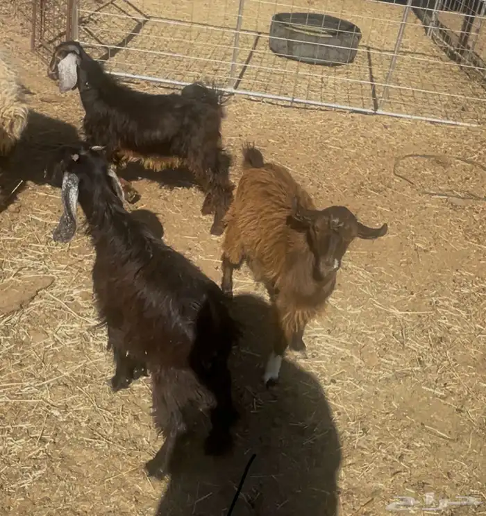 تيوس للبيع 0