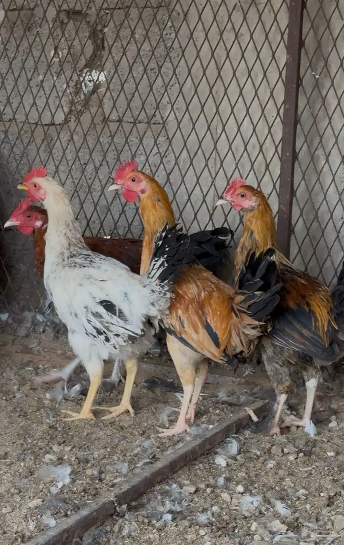 دياكة بلدي للبيع 3