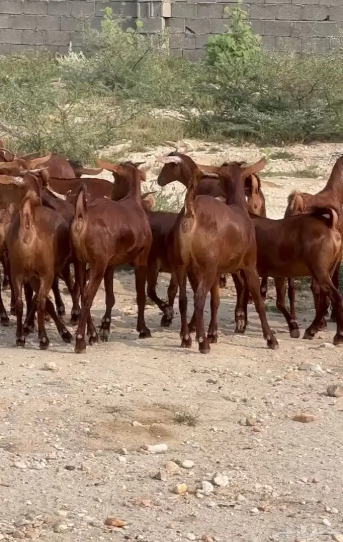 ماعز محايليه دهم للبيع 1