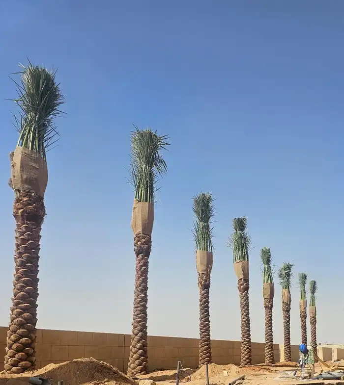 نخيل وشنطونيا زينه رقم 1 4