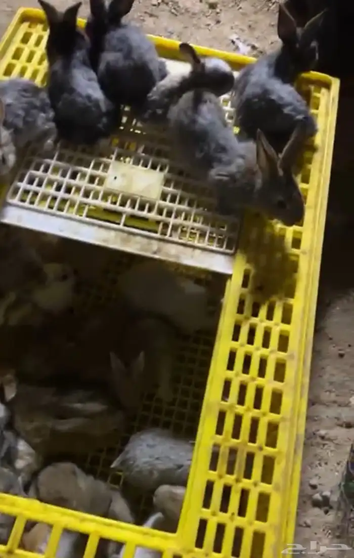 فطام ارانب للبيع جميع الالوان بالرياض 1