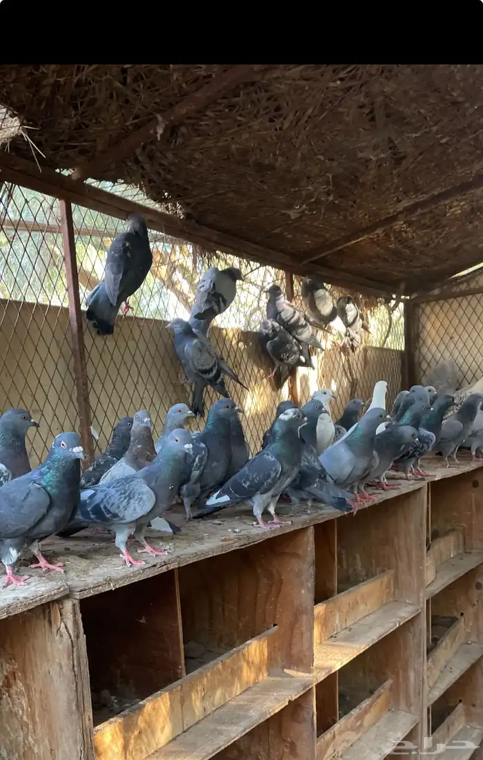 حمام طرح لأهل الصقور 0