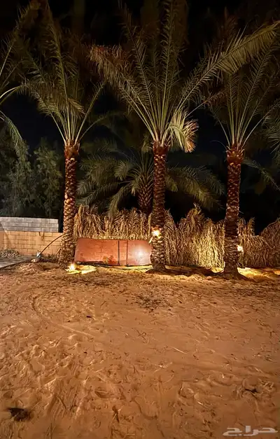 3 نخل مجاني 0