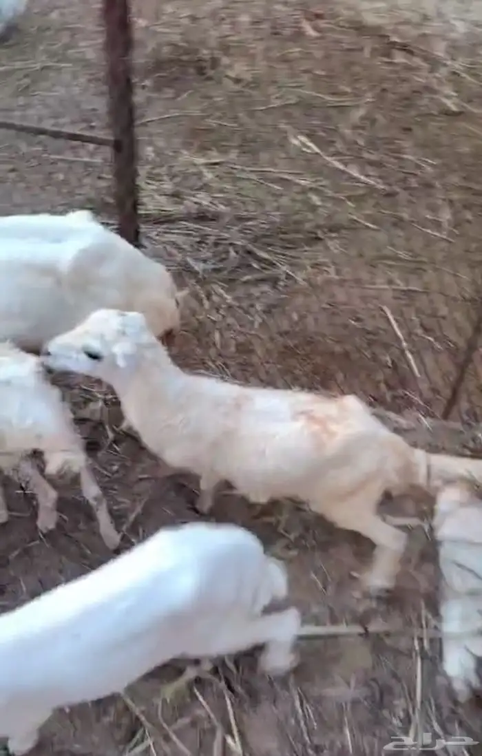 فرير للبيع 2