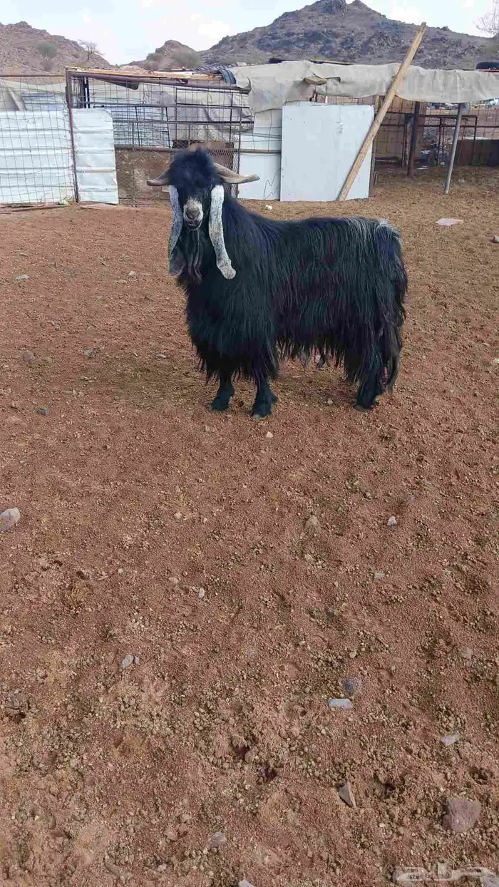 تيس فحل عارضي 1