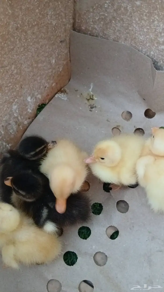 بط بكيني للبيع السعر 15 قابل للتفاوض 0