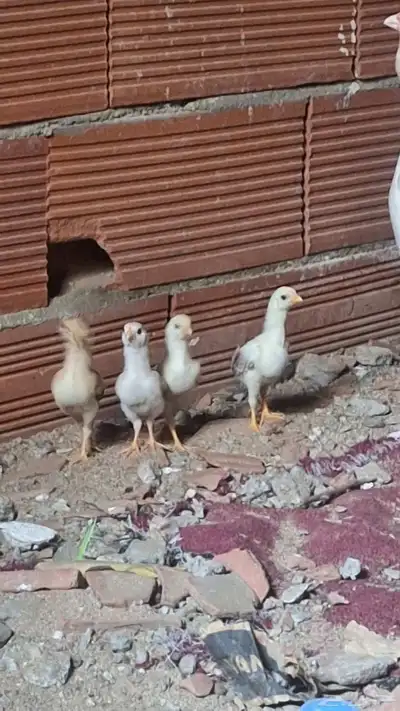 دجاج باكستاني مع الصيصان index