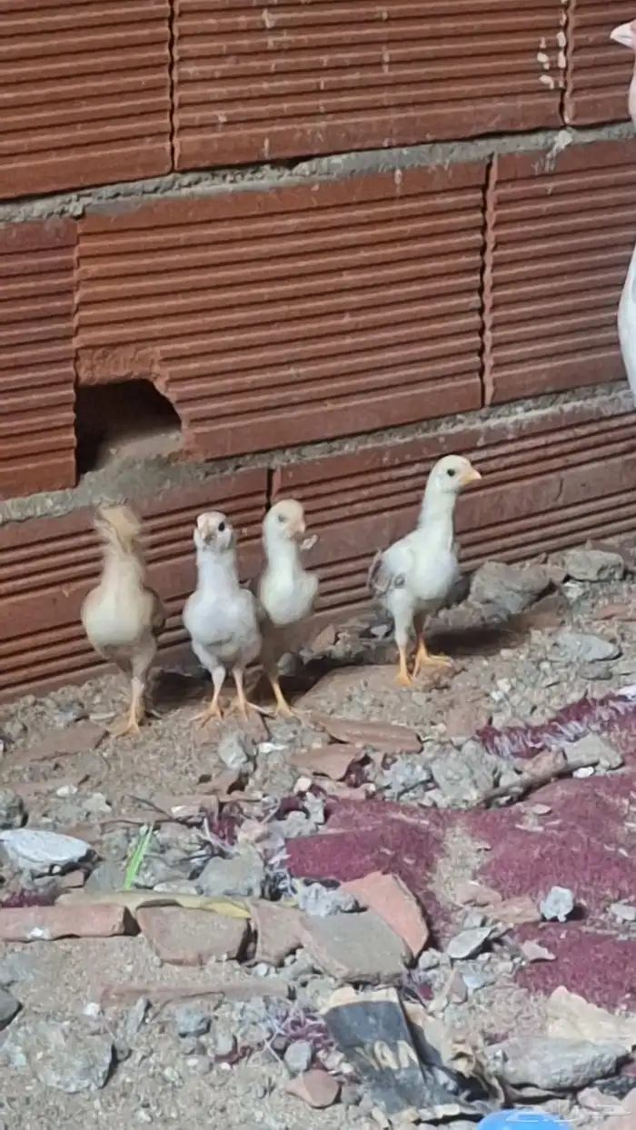 دجاج باكستاني مع الصيصان 4