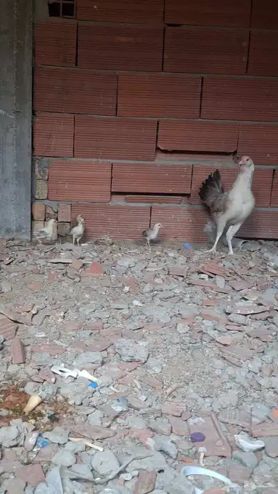 دجاج باكستاني مع الصيصان index