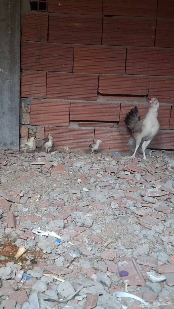 دجاج باكستاني مع الصيصان 2