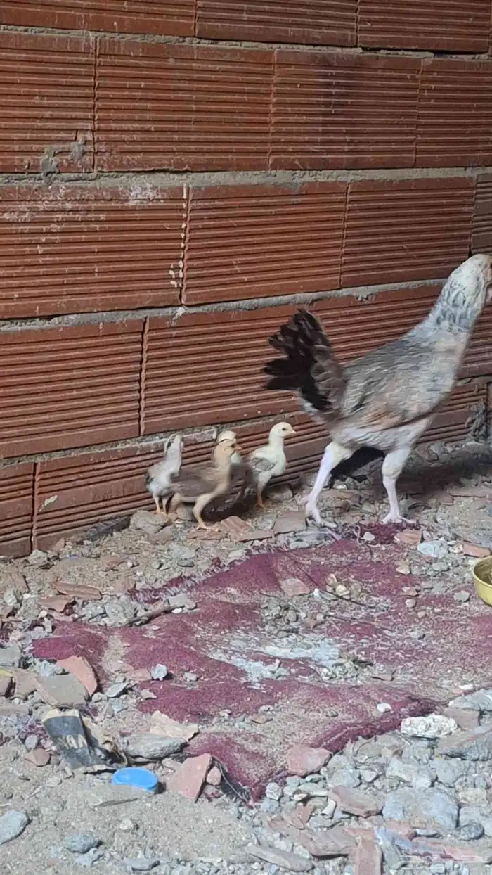 دجاج باكستاني مع الصيصان 3