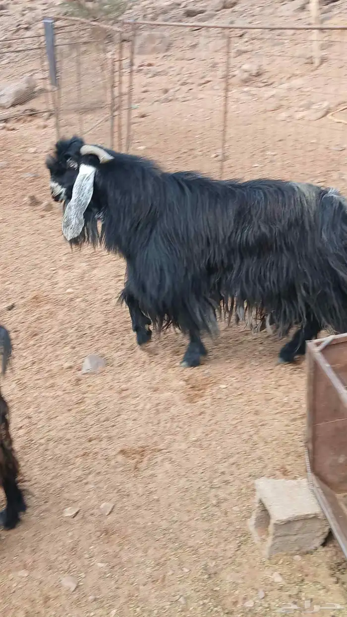 تيس فحل عارضي 2