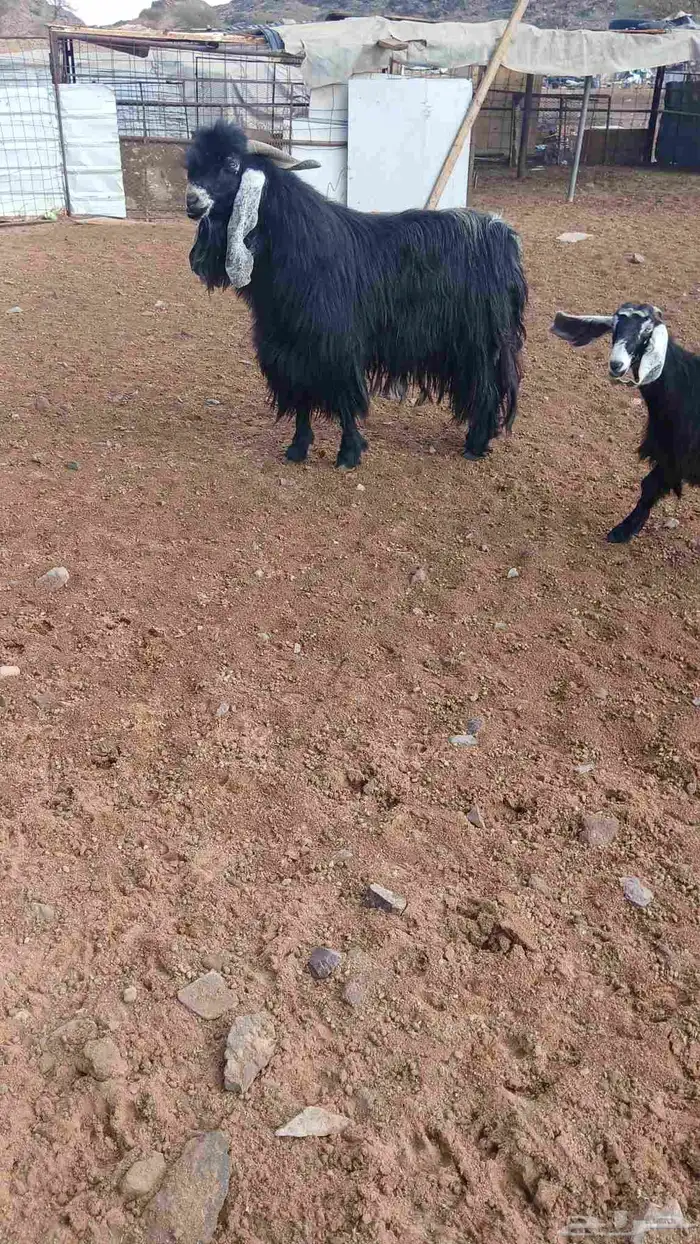 تيس فحل عارضي 0