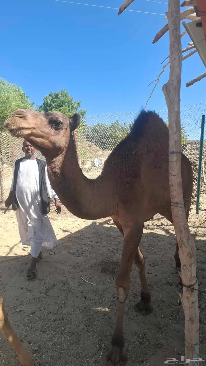 قعود للبيع 0