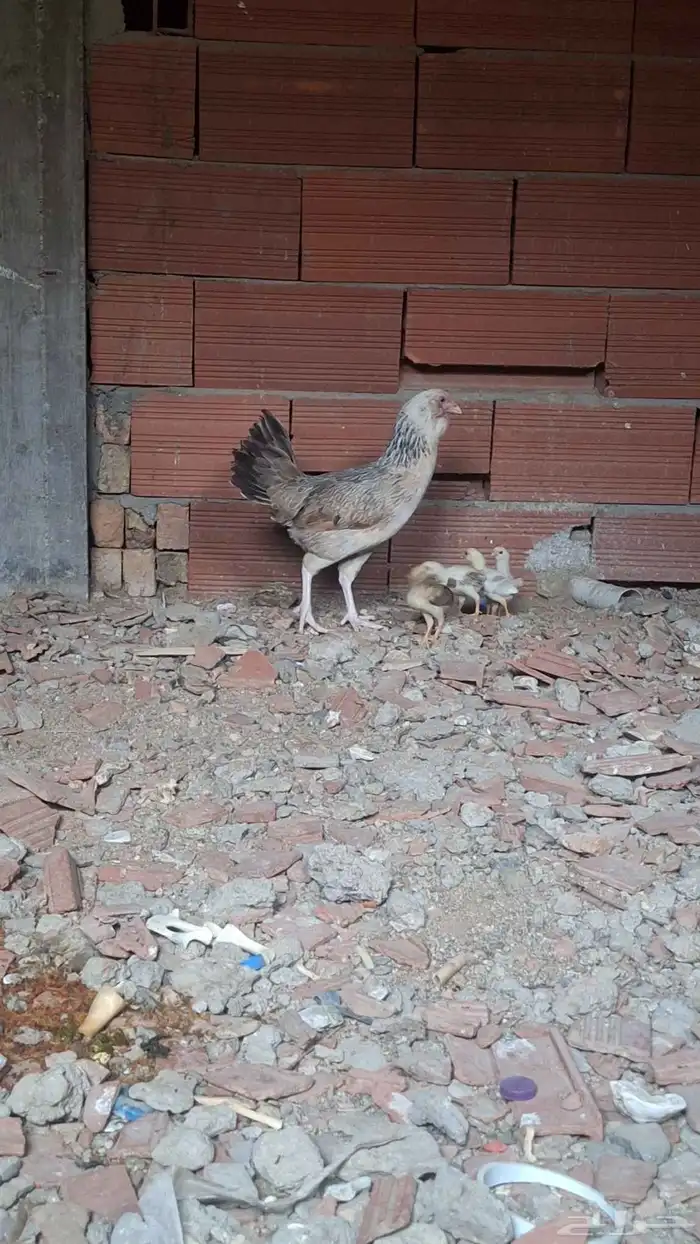 دجاج باكستاني مع الصيصان 1