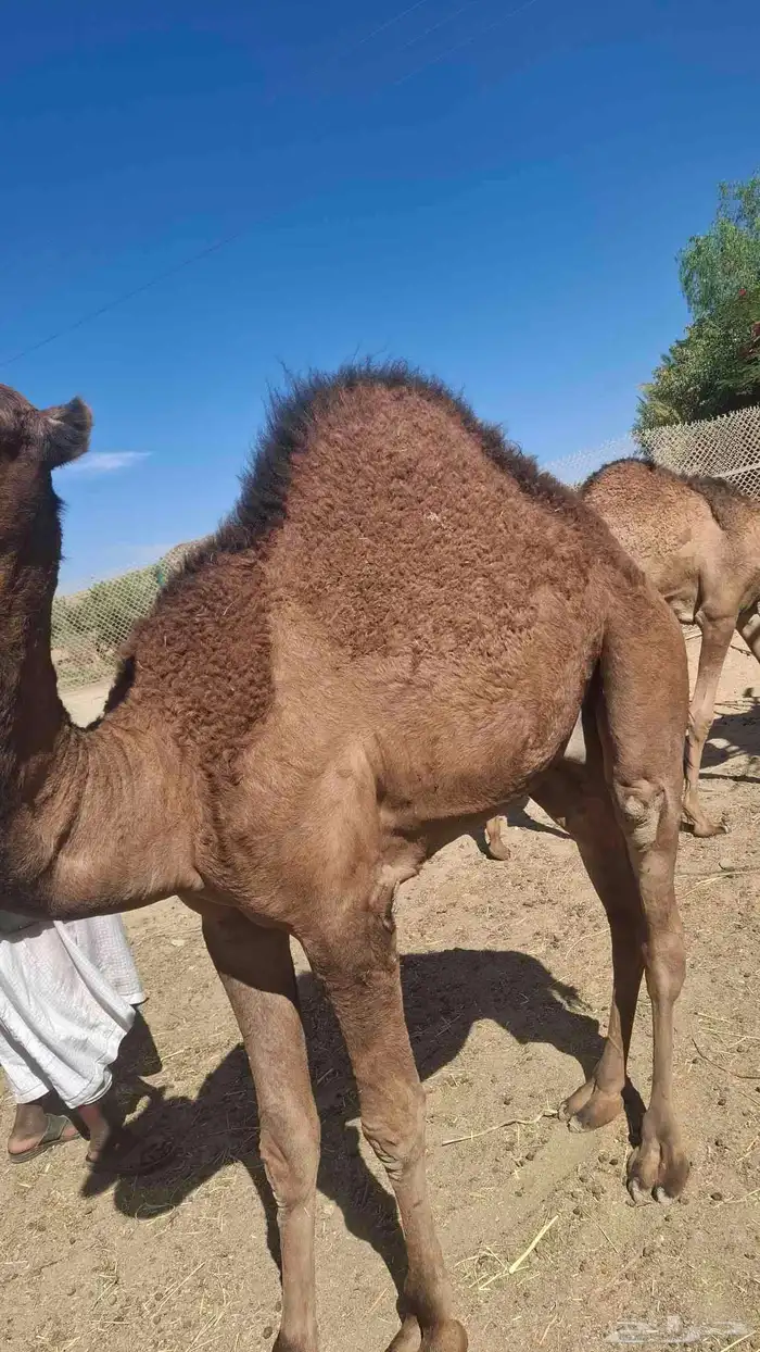 قعود للبيع 1