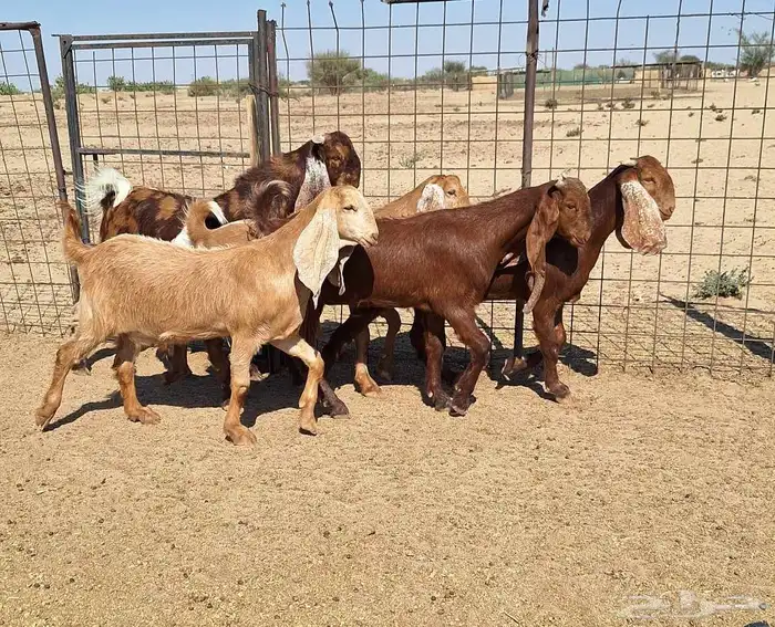 جفرات مصريات اصل درجه اولي تأسيس مراح العدد 5 با الفحل 10