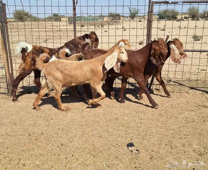 جفرات مصريات اصل درجه اولي تأسيس مراح العدد 5 با الفحل 1