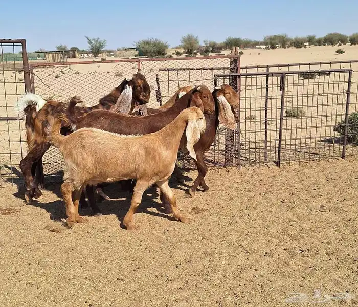 جفرات مصريات اصل درجه اولي تأسيس مراح العدد 5 با الفحل 6