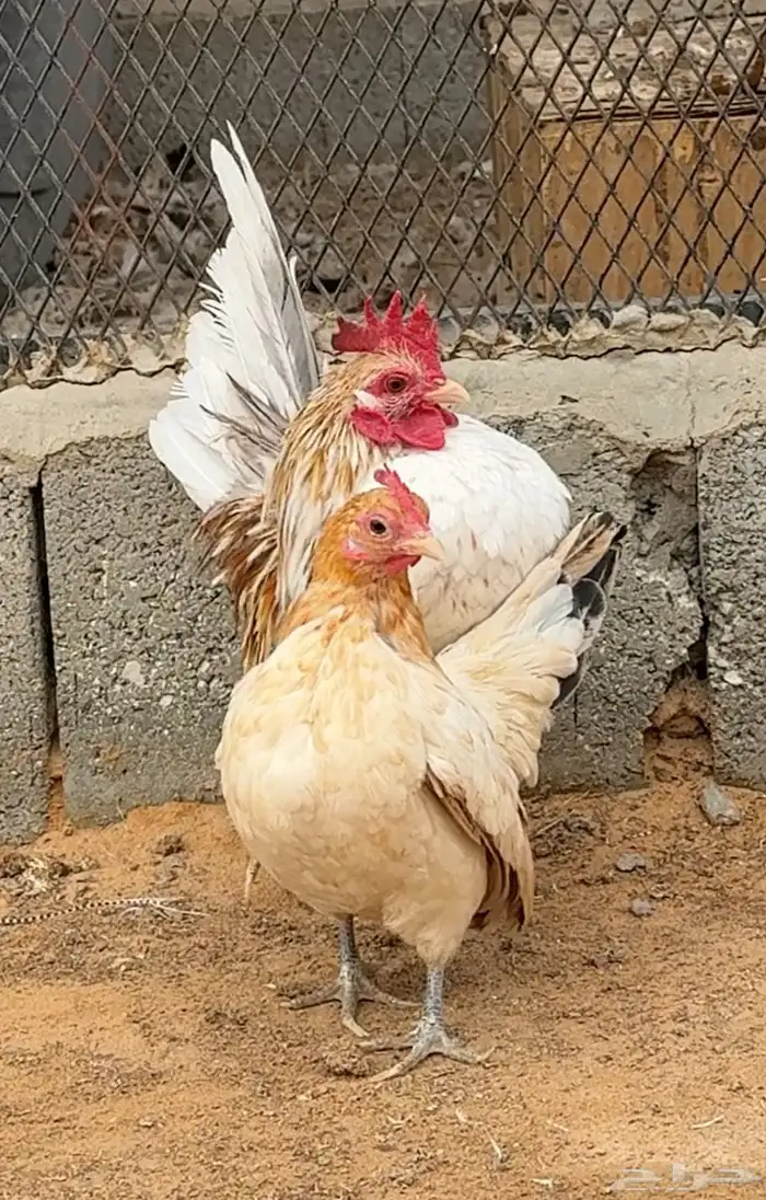 جوز دجاج سيرما منتج 2