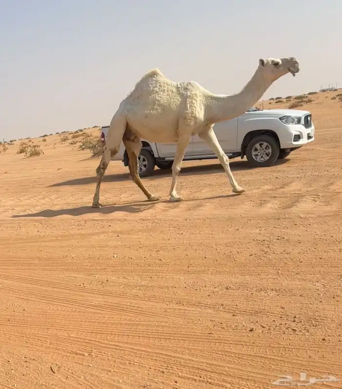 لقحه وضحا كفو 2