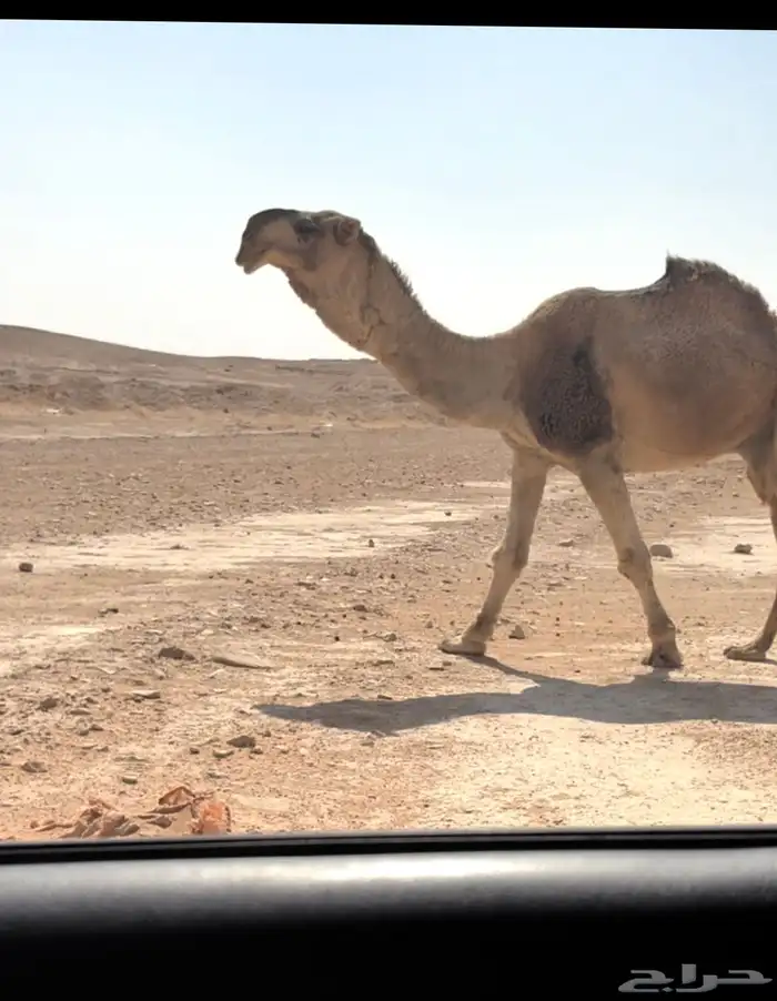 بعير احمر فحل 0