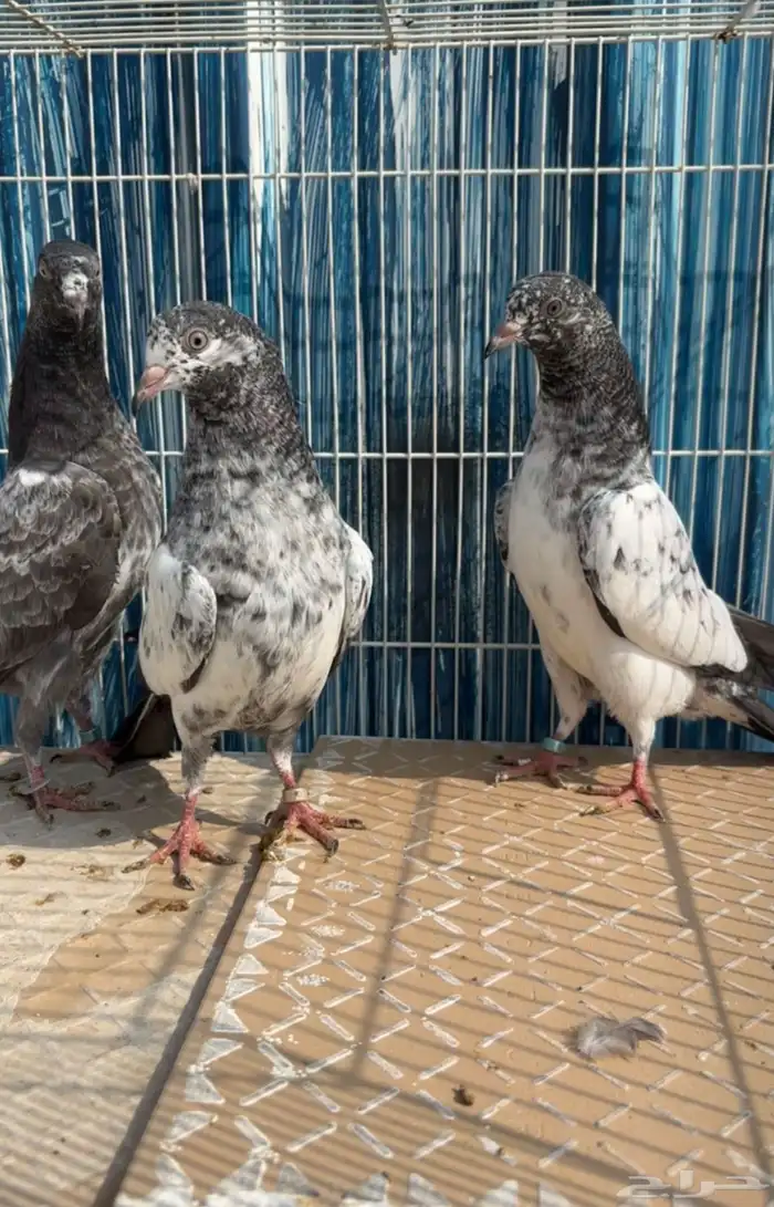 للبيع طبات تيدي فواخر قوية ووقفات كوبرا ( تم البيع ) 3