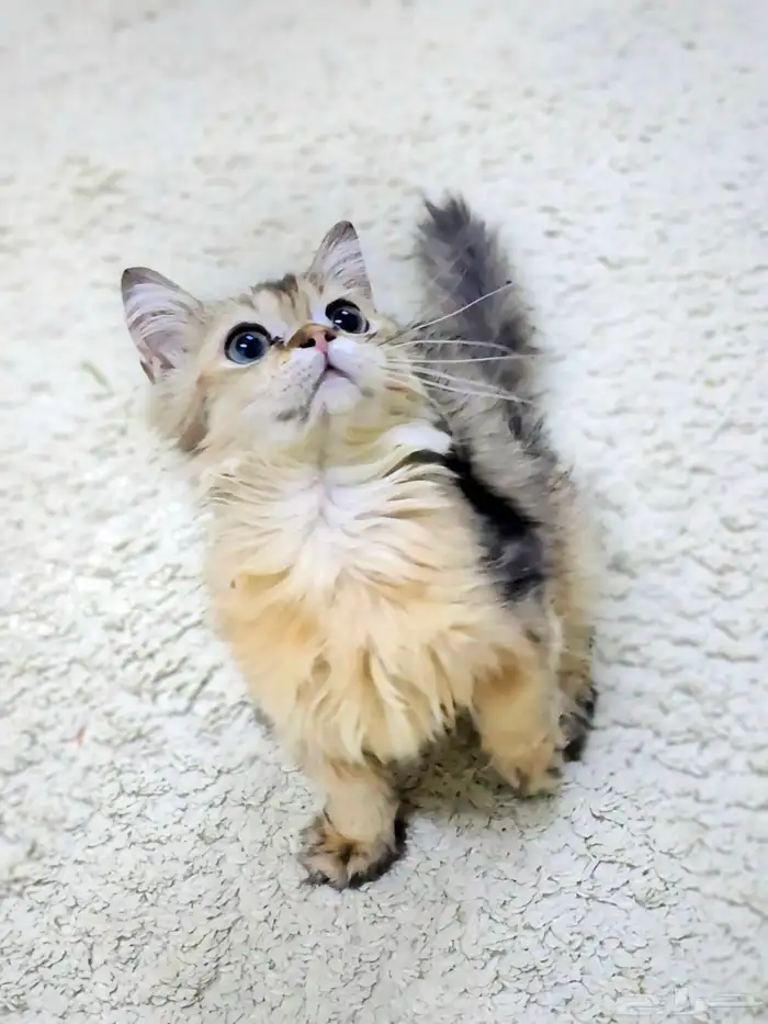 كتن سكوتش فولد وستريت الحبتين ب 400 3